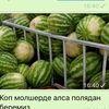 che3mo
