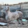 mohammed52487