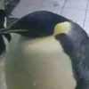 ucho słonia w dupie węża