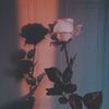 sun_set557