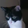 gatinhaagnes