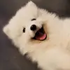 samoyed_sky