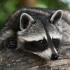 racous.raccoon