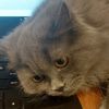 tamerlan_bayramov1
