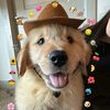 pupnamedbagel