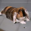 2020loki