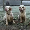 myclumberspaniels