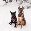 fauxshepherds