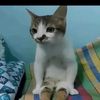 mewing.nyit.nyit