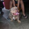 d.neto.bulls.kennel.baby