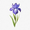 iris_flower091