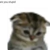 sunkkisedd