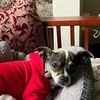 janiceadele311