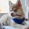 caymanthepomskyyy