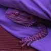pupthemagicdragon