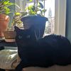 blackcatfriend