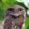 stupid_idiot_moron_bird