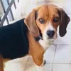 beagle_aly