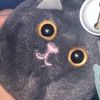 piowdsniii