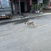hieuboonee