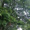 rambutsikil