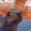 thecoolnumberv