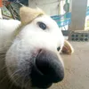 doinhphuc