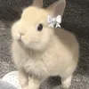 nanaisrabbit