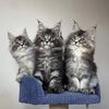 mainecoonkittens704