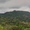oromo806