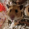 hamstermaedel