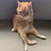 1l0vemycatt