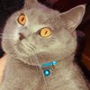 kai.the.catt