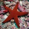 star_fish_red