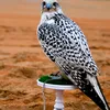 كلمه حق
