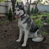 afinka_husky
