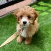 fordthecavapoo