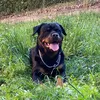 rottweilerking111