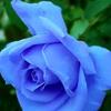 happybluerose