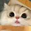 umikitty1142