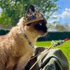 thecatsfordmonarchy
