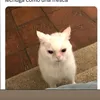 aslalfonso