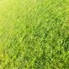 liangcocopet123