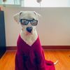 bruno.thedogo