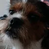 hulkthedoge