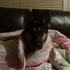 germanshepardxhusky4