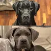 canecorso_ares_roma