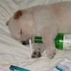 sojupuppy