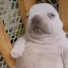 _maaaja