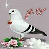 omarazab08